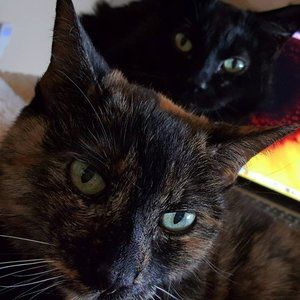 Meet your Posher, Tzcatz